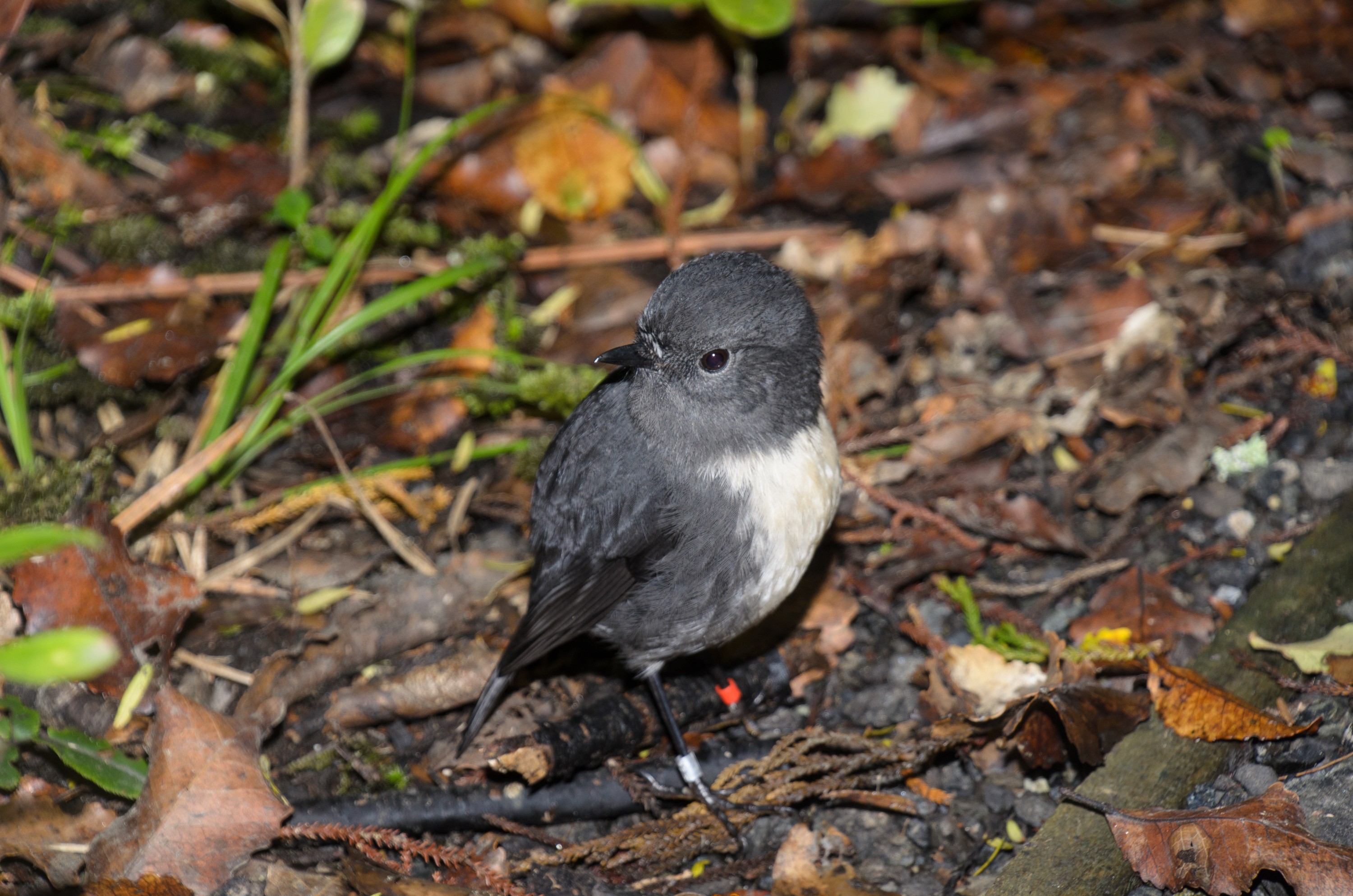 DSC_2354 – Adventure, Crispin, Island, March 2017, National Park, New, New Zealand, Rakiura, Robin, South, Stewart, Ulva, Zealand, friendly, karariwai, petroica australis
